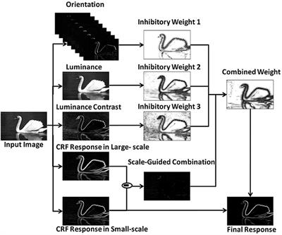 A Fast Contour Detection Model Inspired by Biological Mechanisms in Primary Vision System